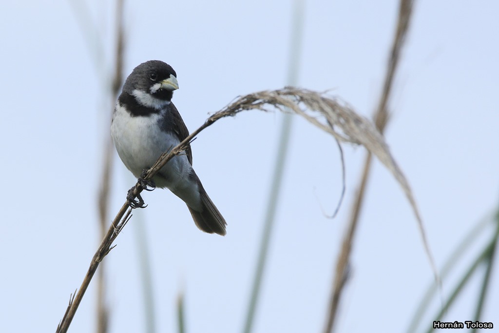 Foto Corbatita Común
