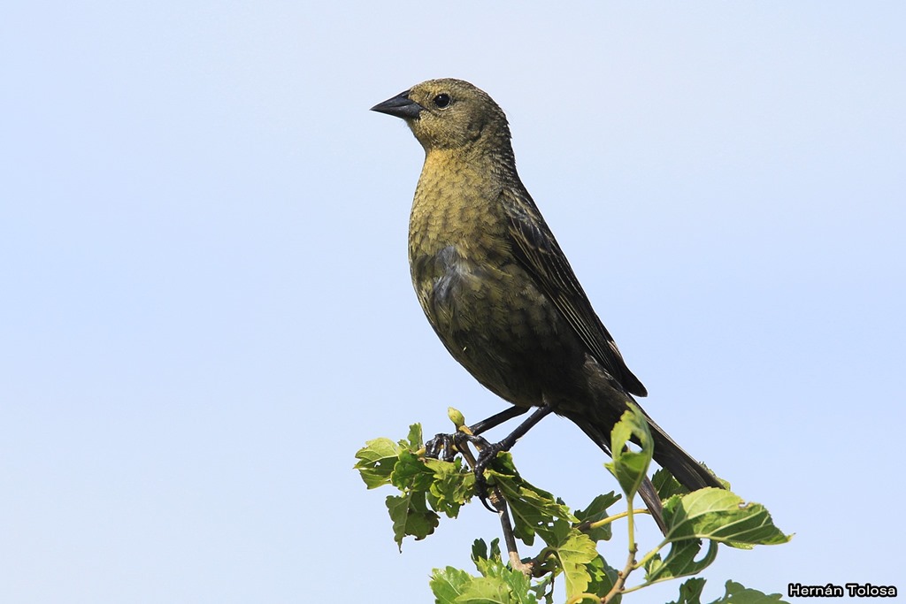 Foto Varillero Congo