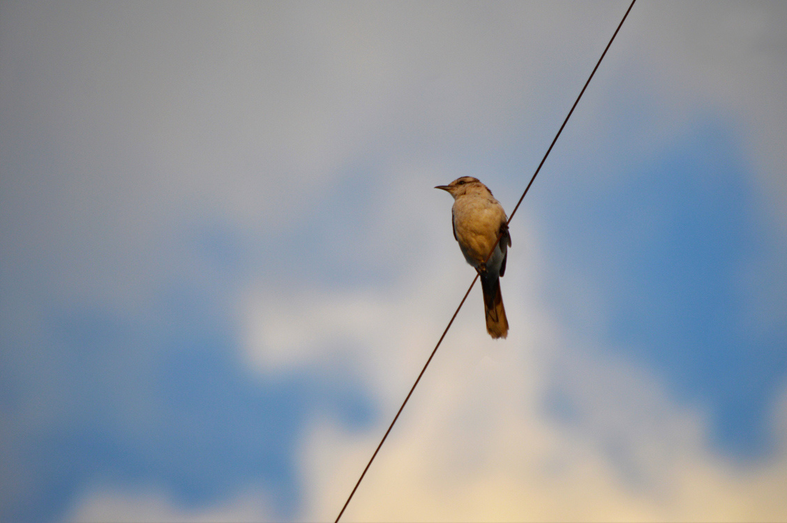 Photo Calandria Grande
