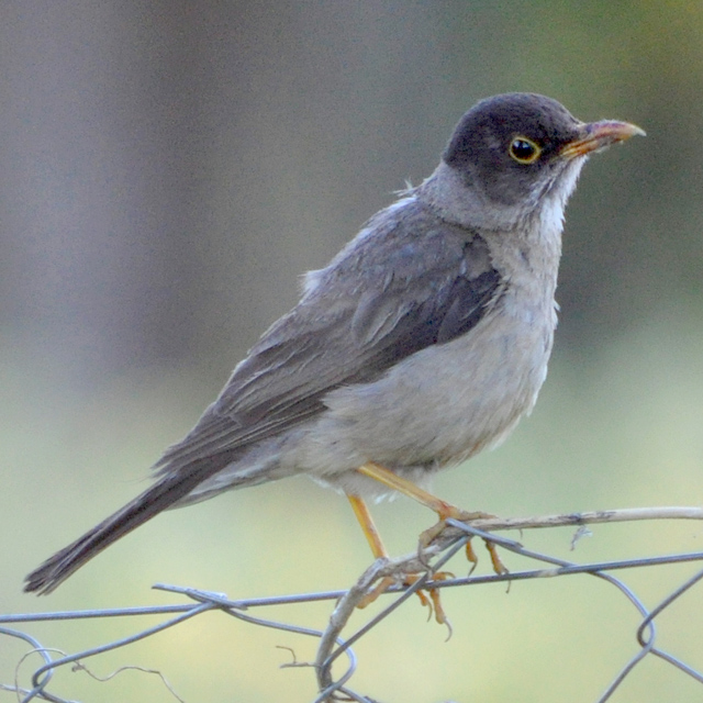  (Turdus falcklandii)