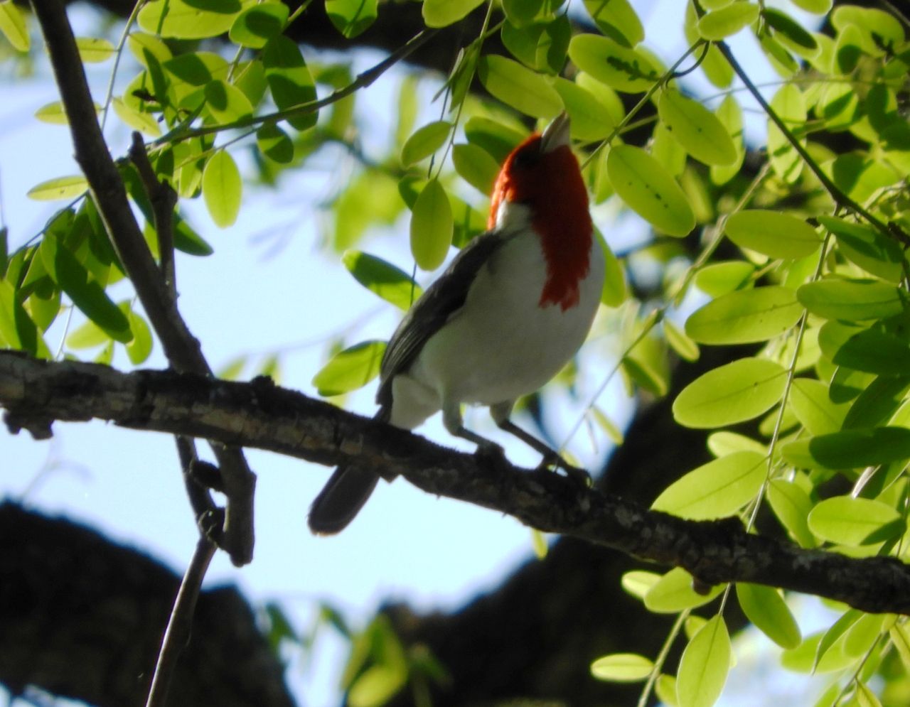 Foto Cardenal Común