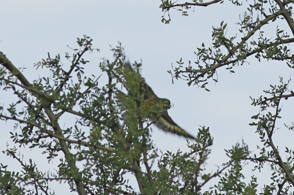 Foto Cabecitanegra Común