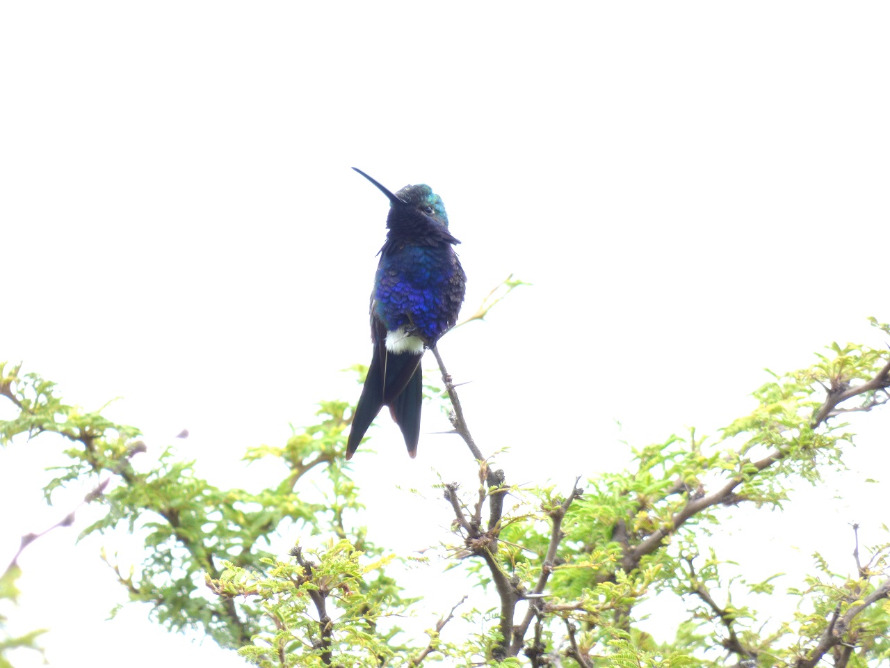 Foto Picaflor de Barbijo