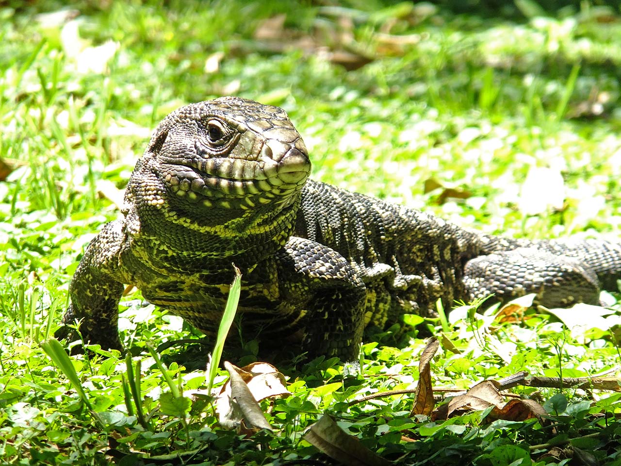 Foto Lagarto Overo