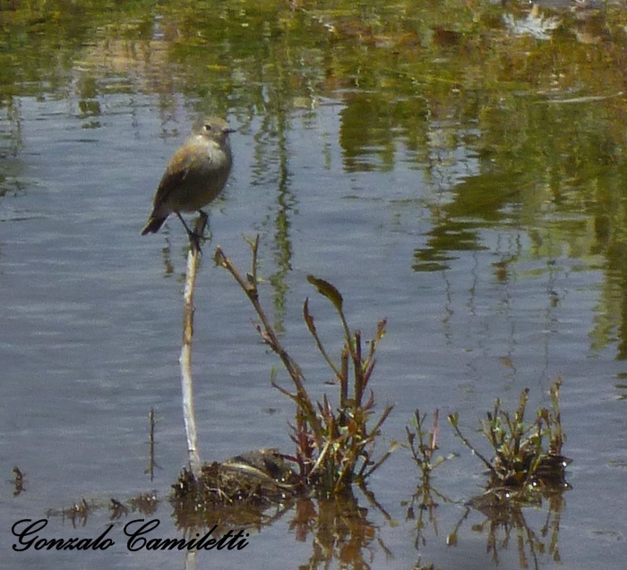 Foto Sobrepuesto Común