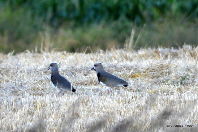 Photo Tero Común