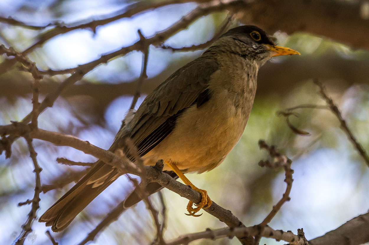 Photo Zorzal Patagónico