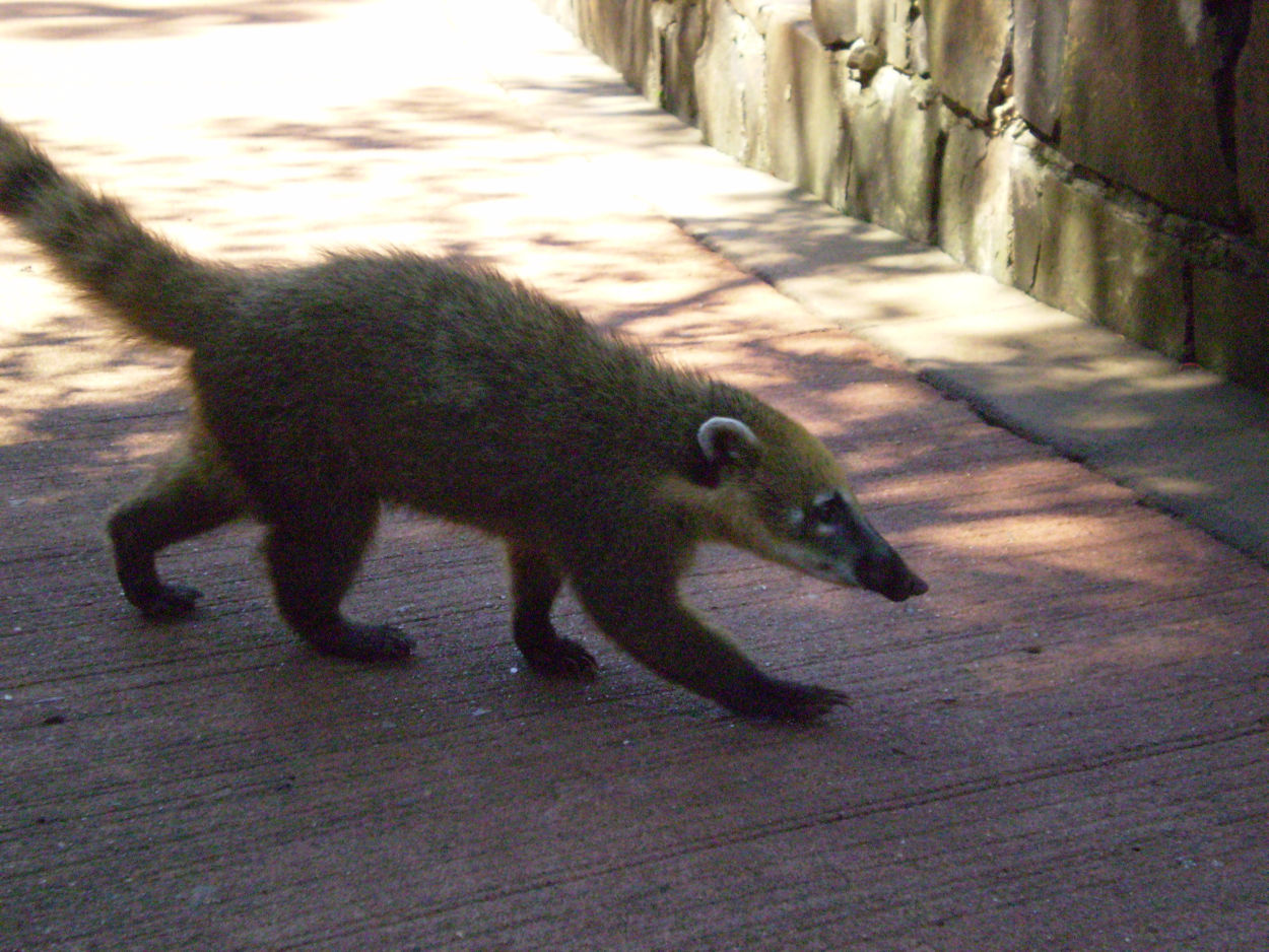 Foto Coatí