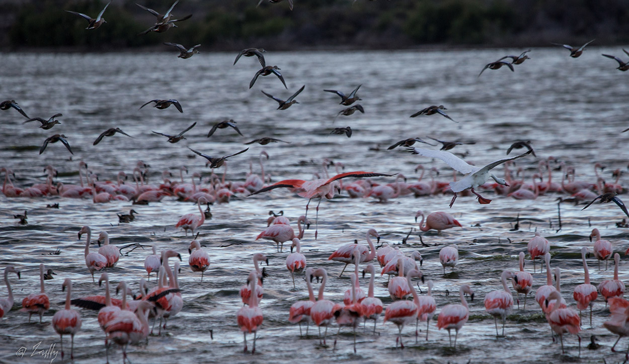Foto Flamenco Austral
