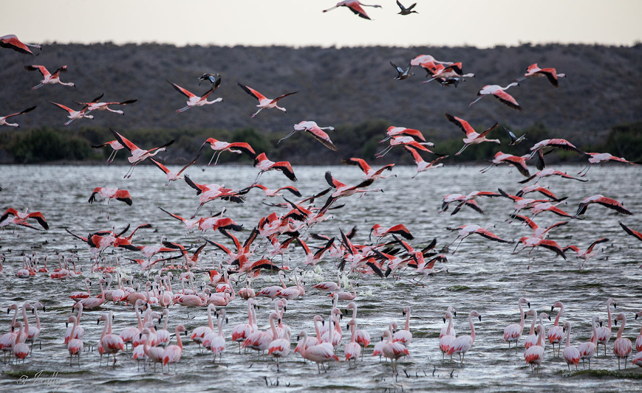 Foto Flamenco Austral