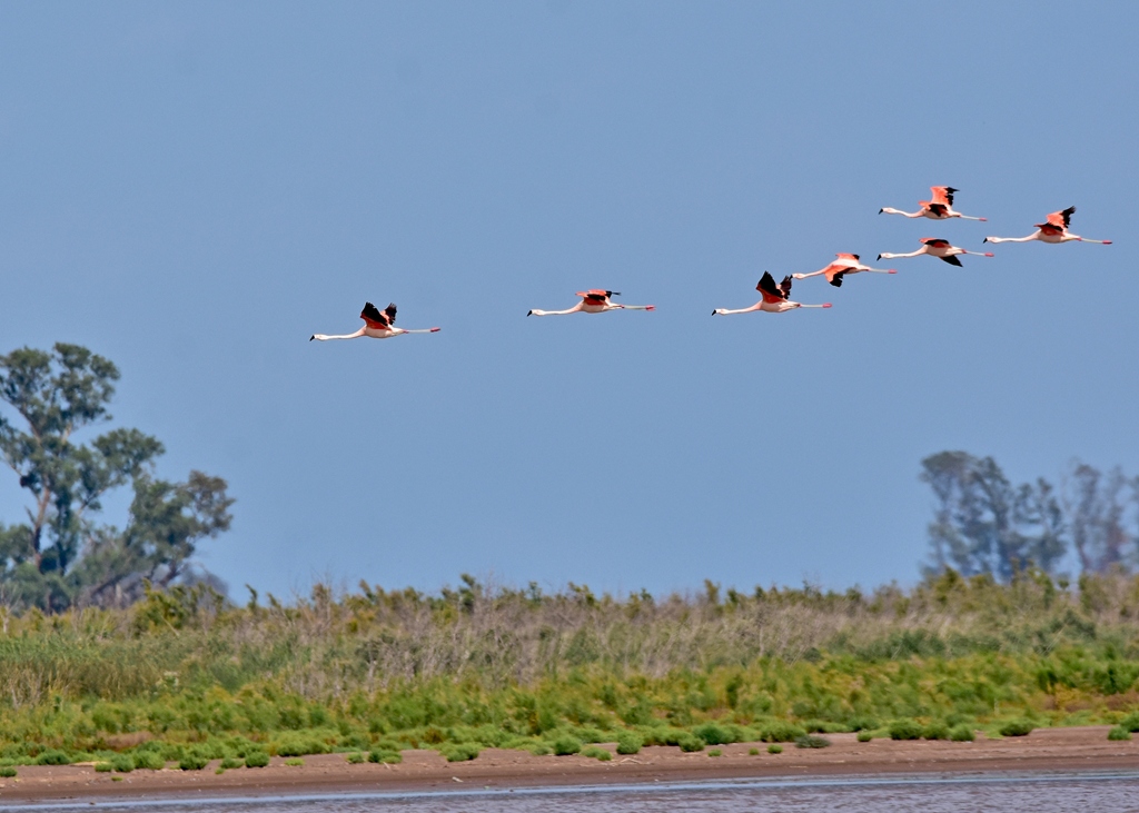 Foto Flamenco Austral