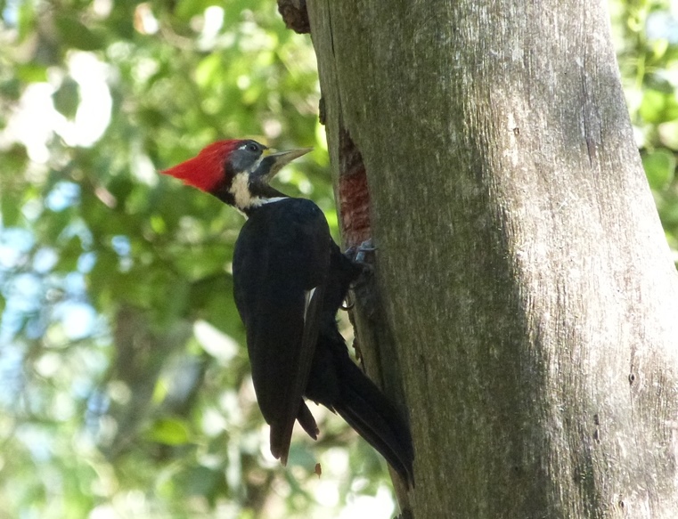 Foto Carpintero Negro