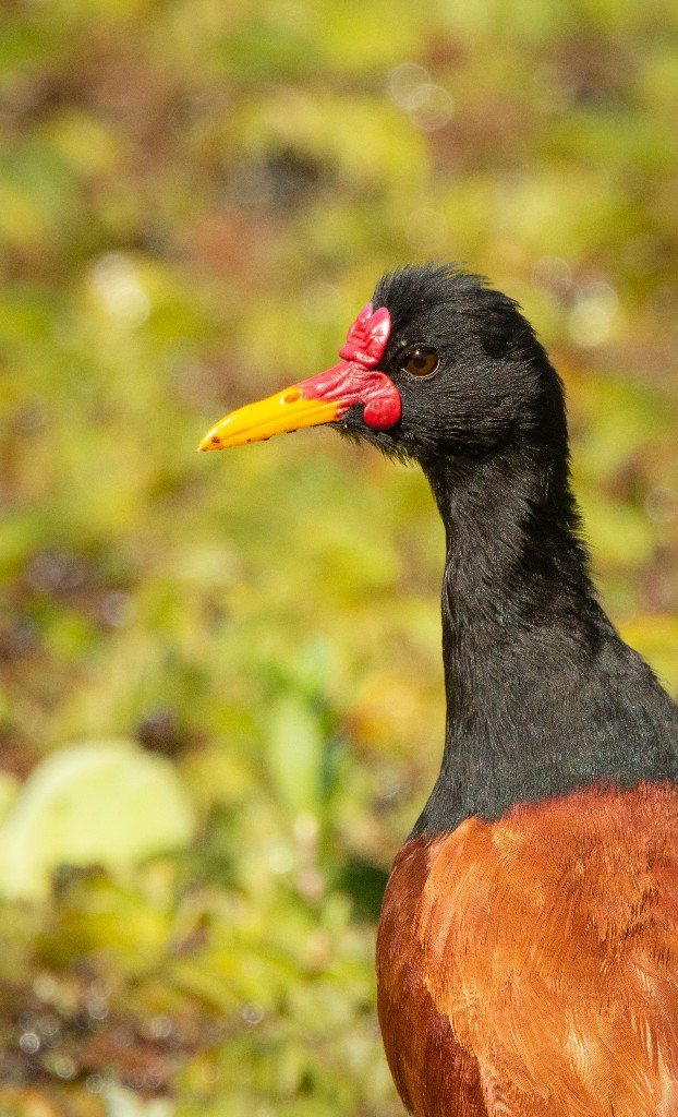 Photo Jacana