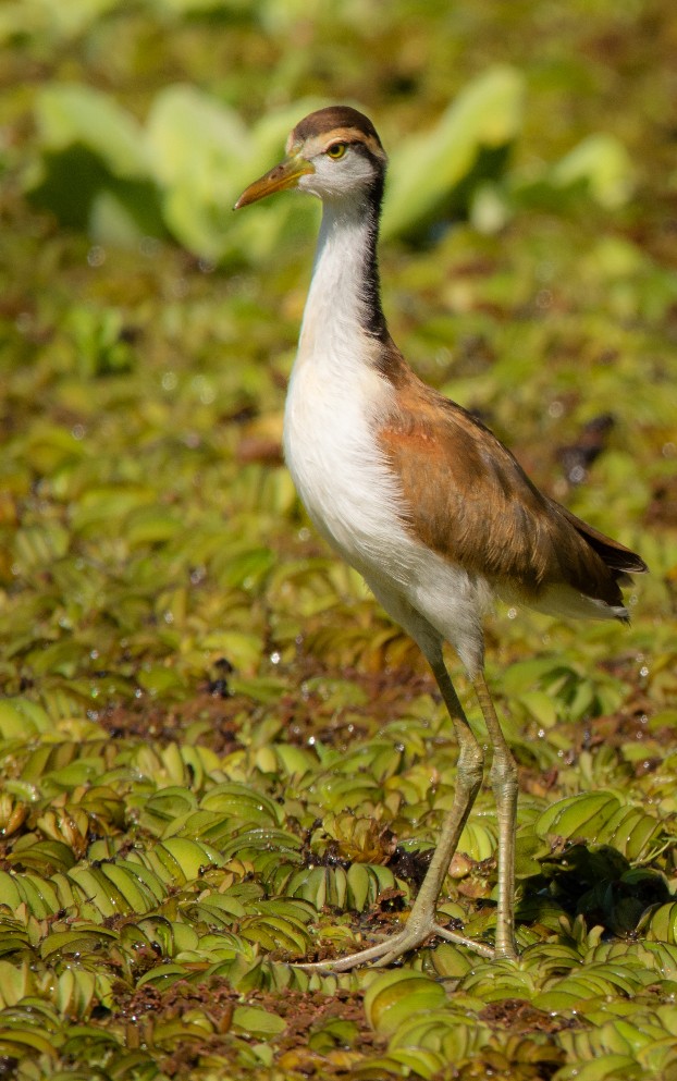 Photo Jacana