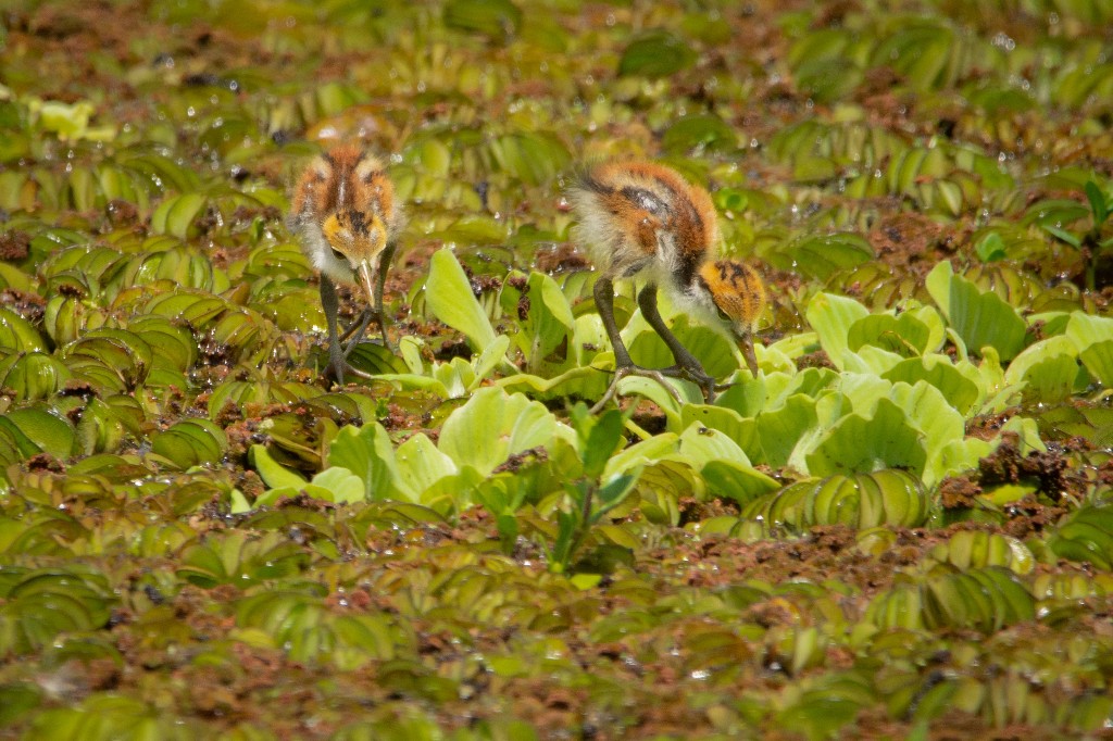 Photo Jacana