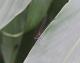 Hetaerina rosea