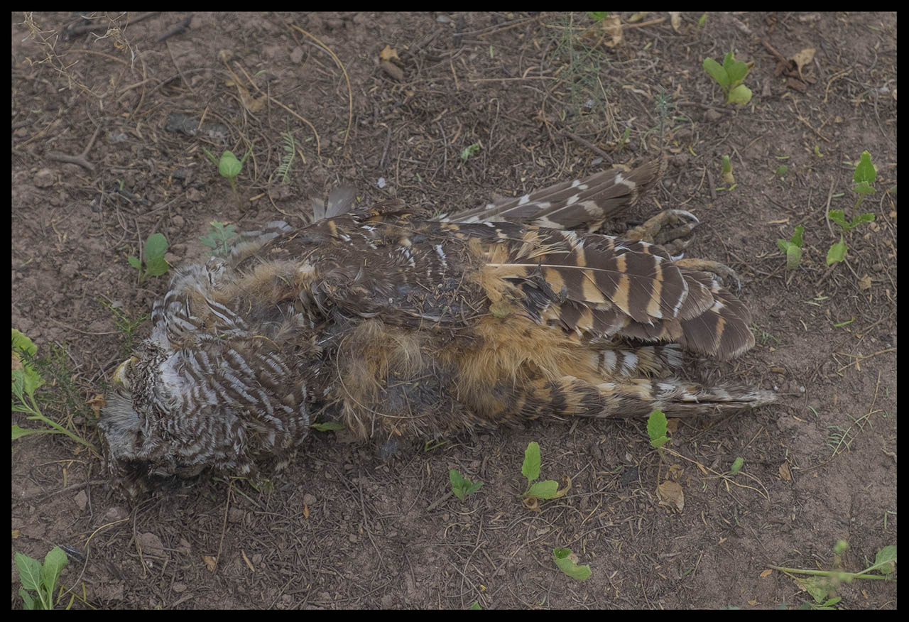 Foto Lechuza Bataraz Chaqueña