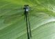 Teinopodagrion meridionale