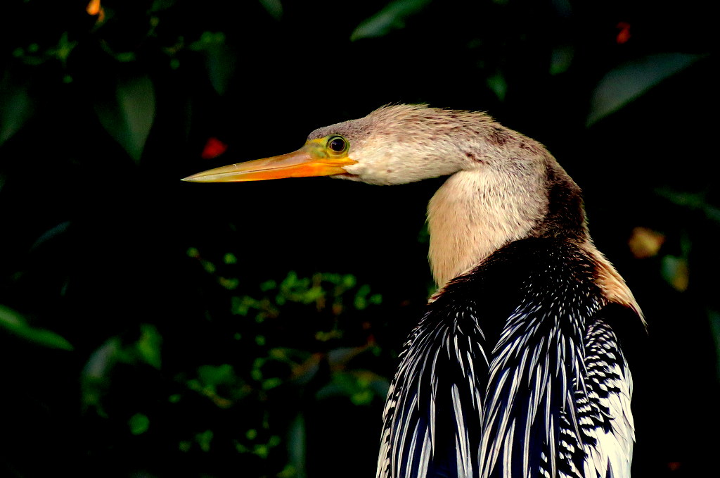 Aninga (Anhinga anhinga) - EcoRegistros