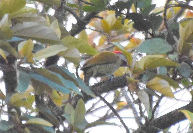 Foto Carpintero Dorado Gris