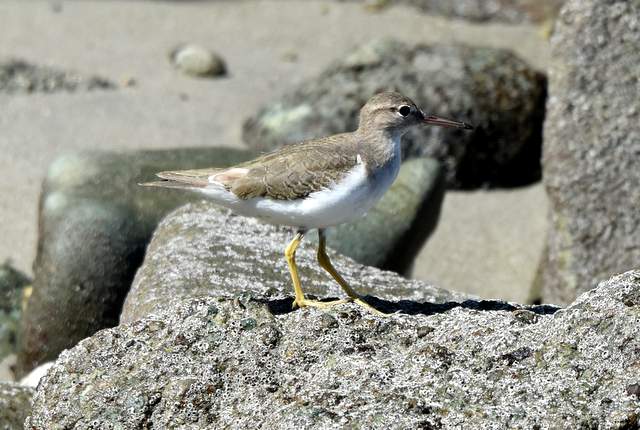 Foto Playerito Manchado