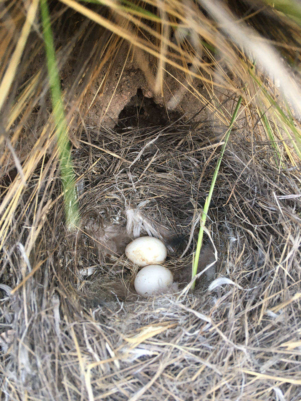 Photo Dormilona Chica