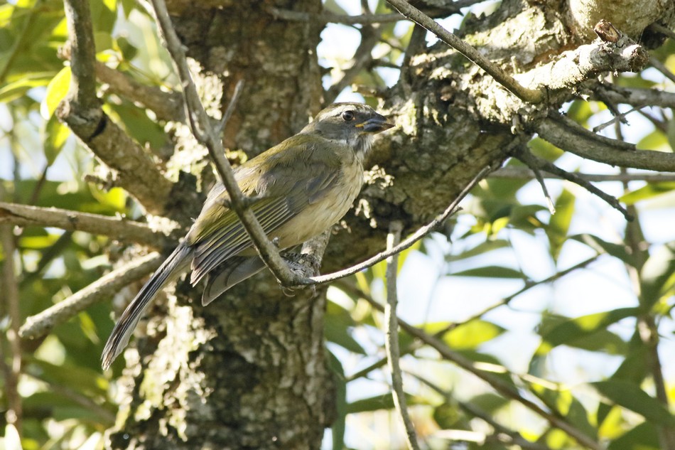 Foto Pepitero Verdoso