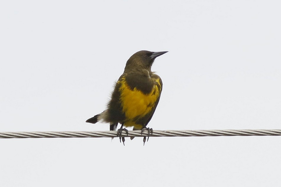 Foto Pecho Amarillo Común