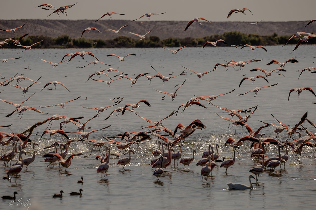 Foto Flamenco Austral