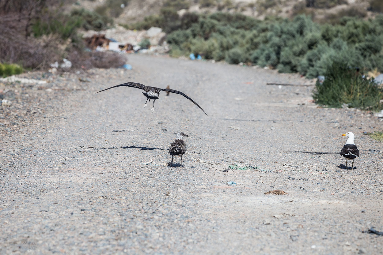 Foto Gaviota Cocinera