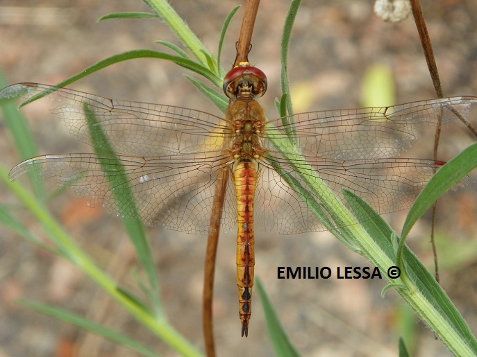 Photo Libélula Planeadora Amarilla