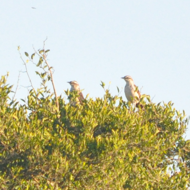 Photo Calandria Grande