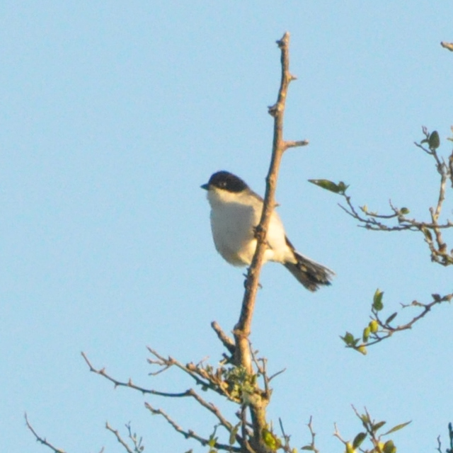 Photo Monterita Cabeza Negra