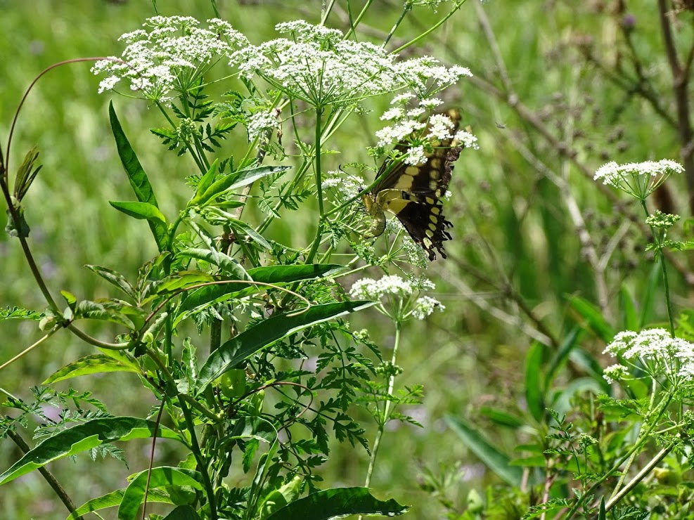 Foto Limonera Grande