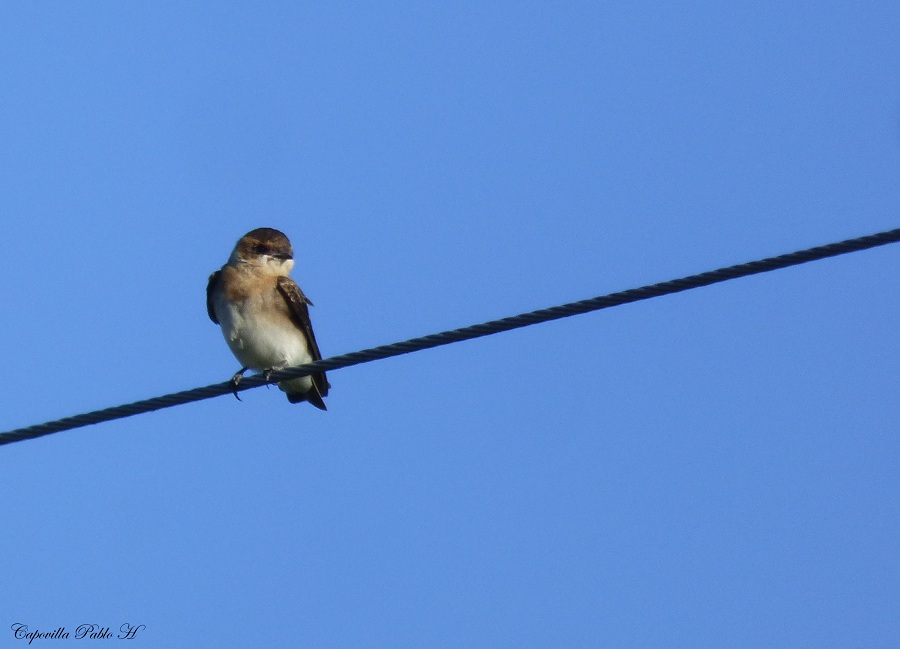Foto Golondrina Cabeza Rojiza