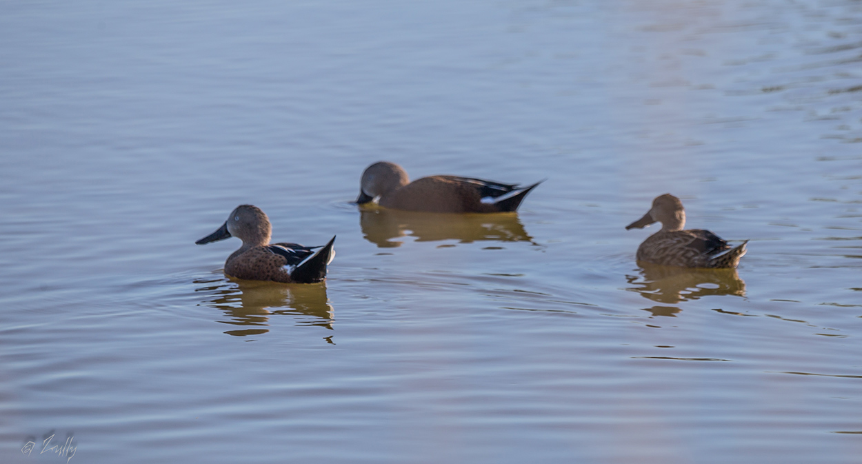 Photo Pato Cuchara