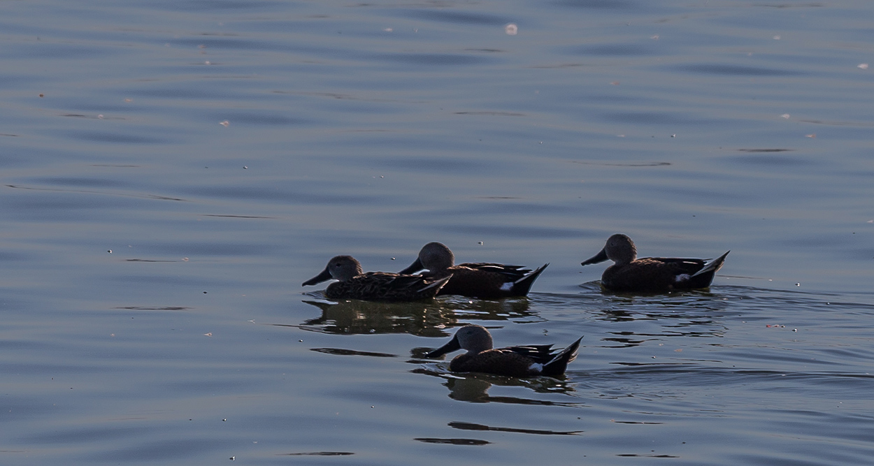 Photo Pato Cuchara