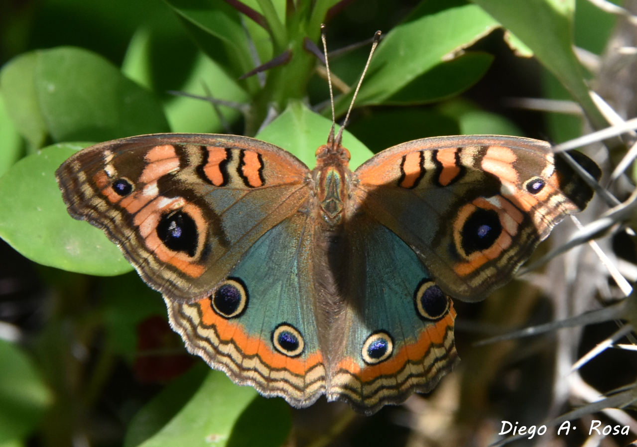 Foto Cuatro Ojos Común
