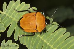  (Stiretrus decemguttatus)