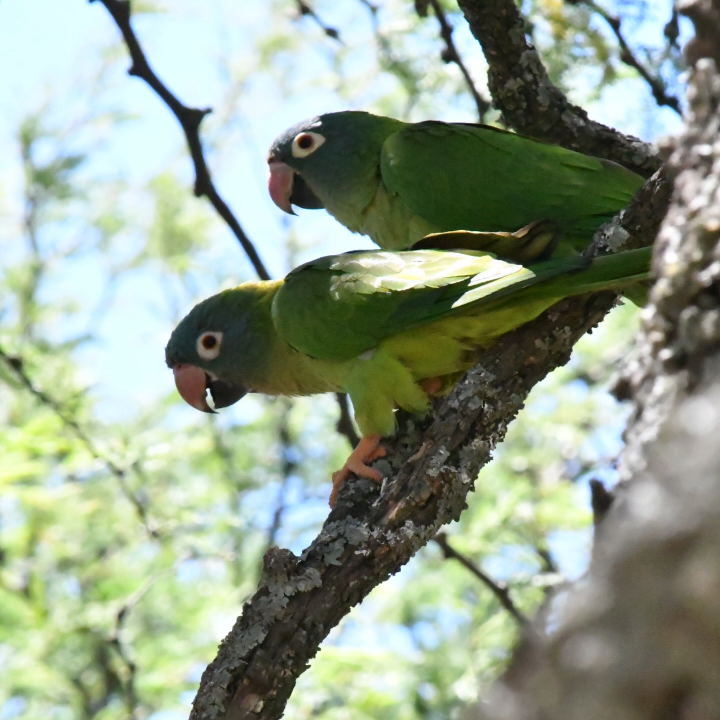 Foto Calancate Común