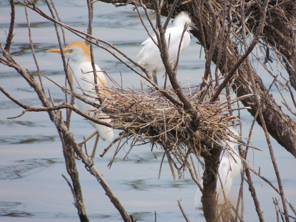 Foto Garcita Bueyera