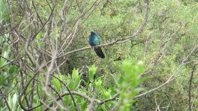 Foto Colibrí Grande