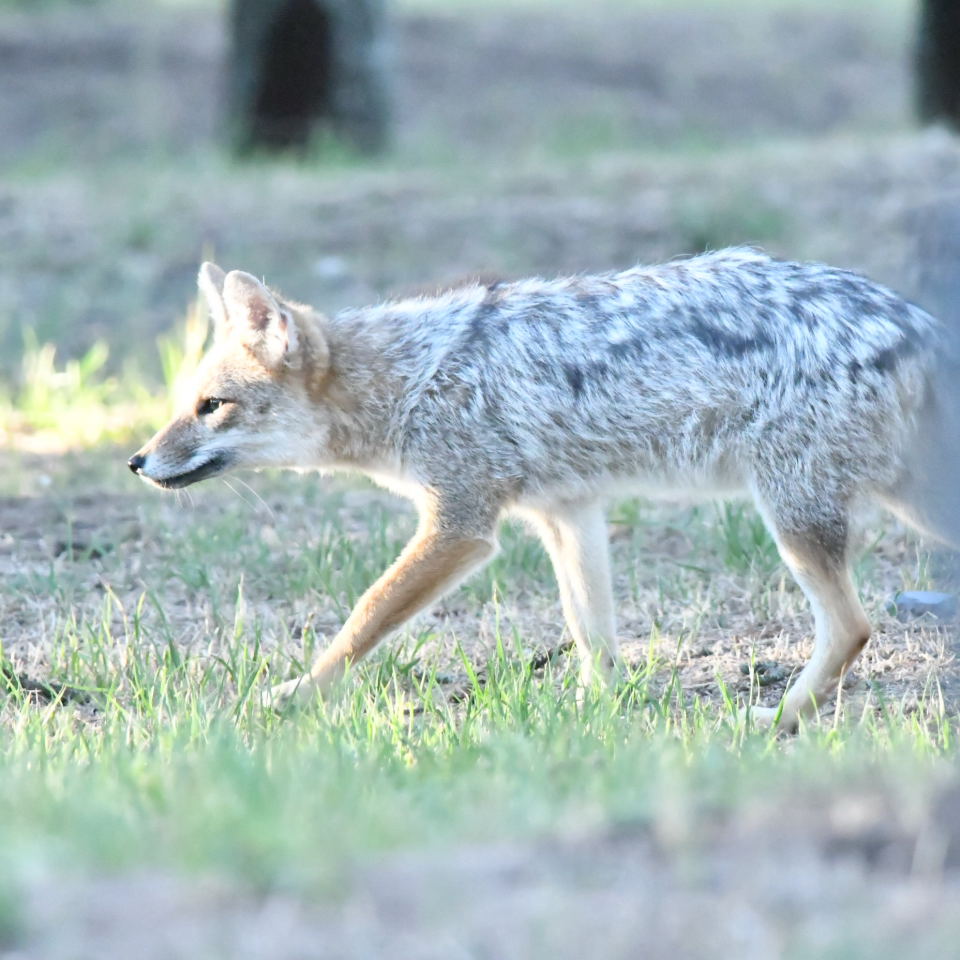 Photo Zorro Gris Pampeano