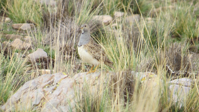 Photo Agachona de Collar