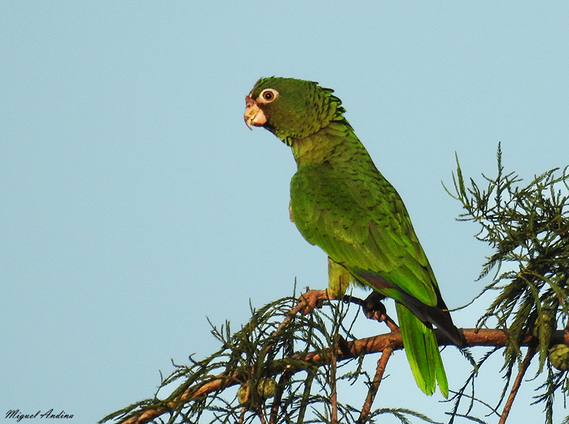 Photo Loro Alisero