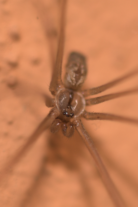 Foto Araña De Patas Largas