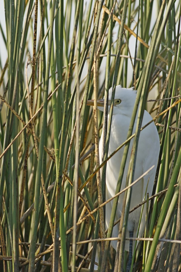 Foto Garcita Blanca