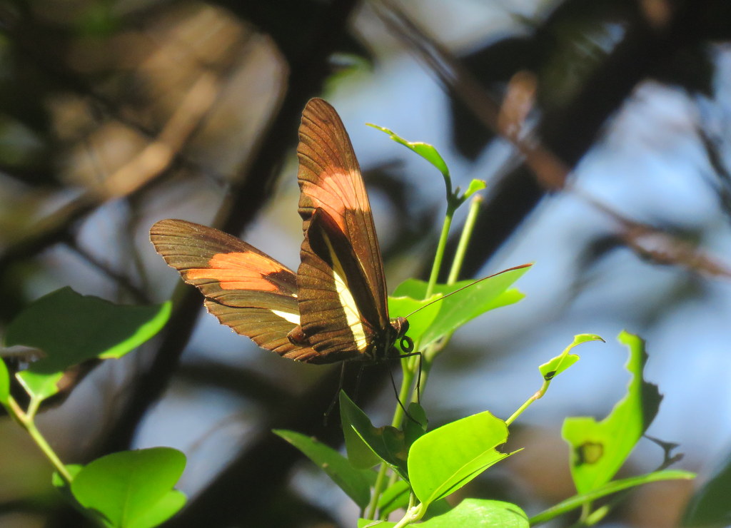 Foto Almendra Común