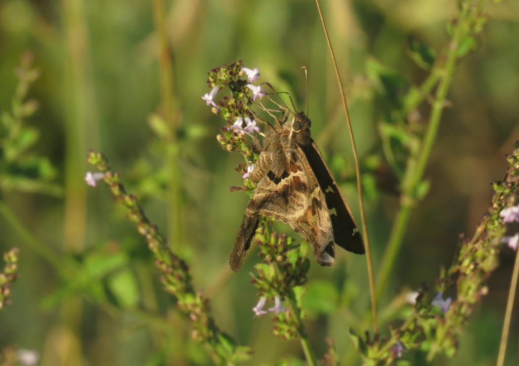 Foto Coludo Chaqueño