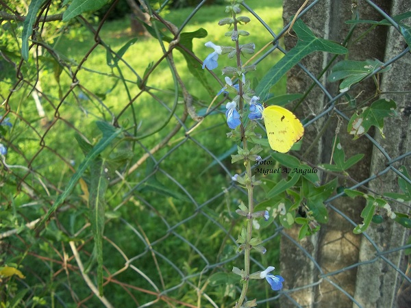 Foto Limoncito Común